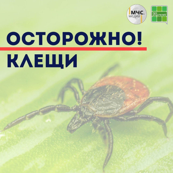 Сезон клещей: не дайте себя укусить.